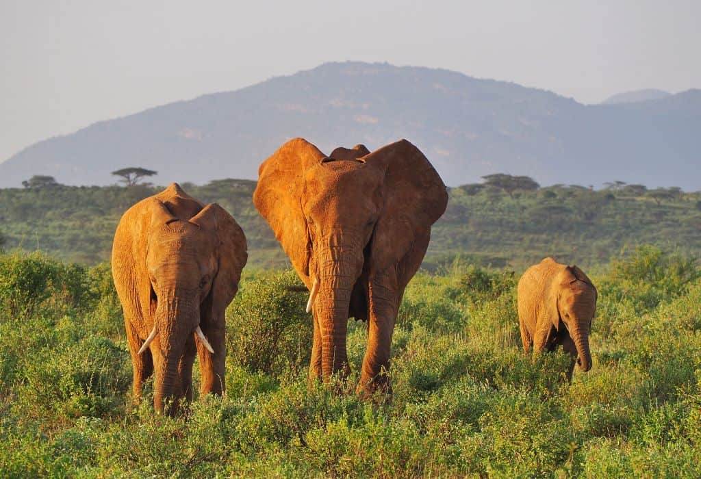 Samburu 