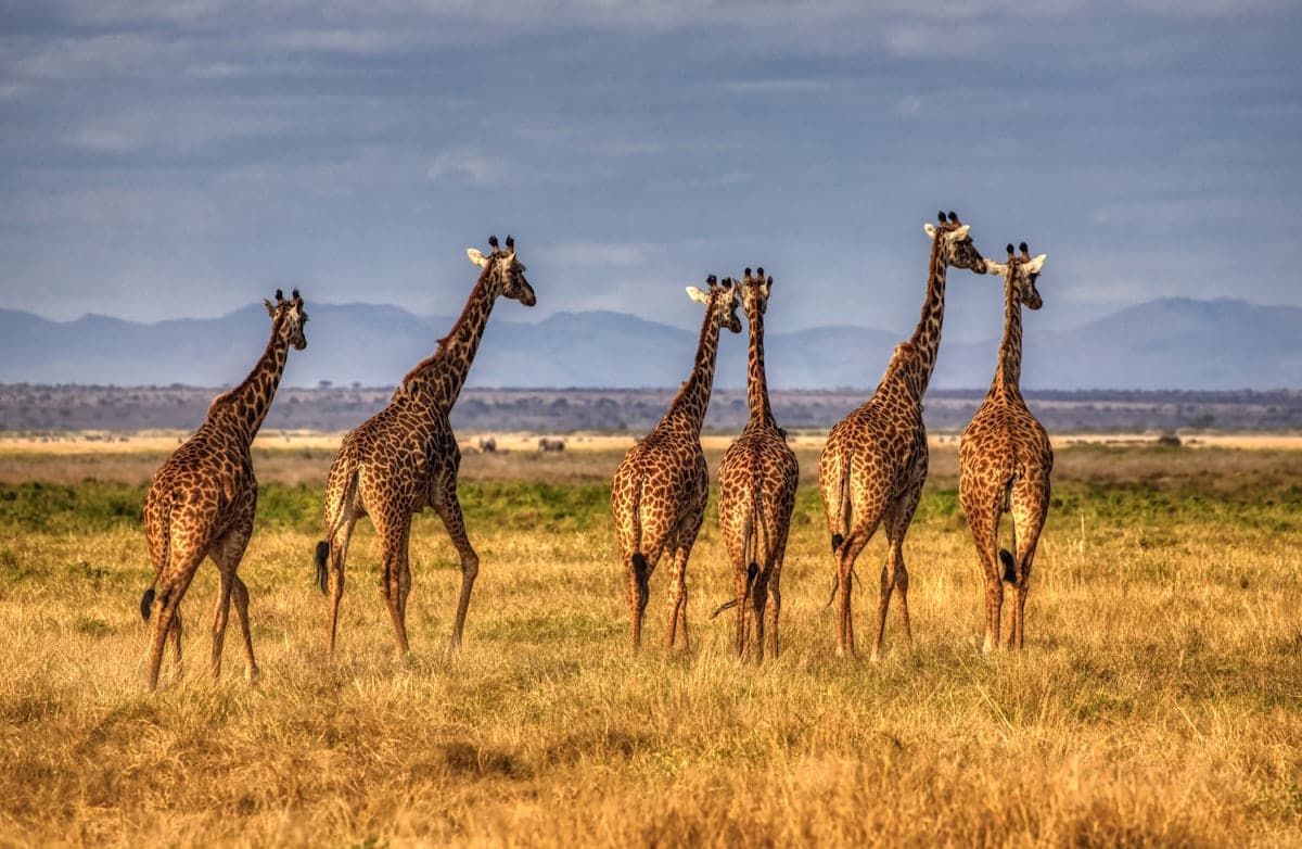 Executive Safari Retreat - Amboseli